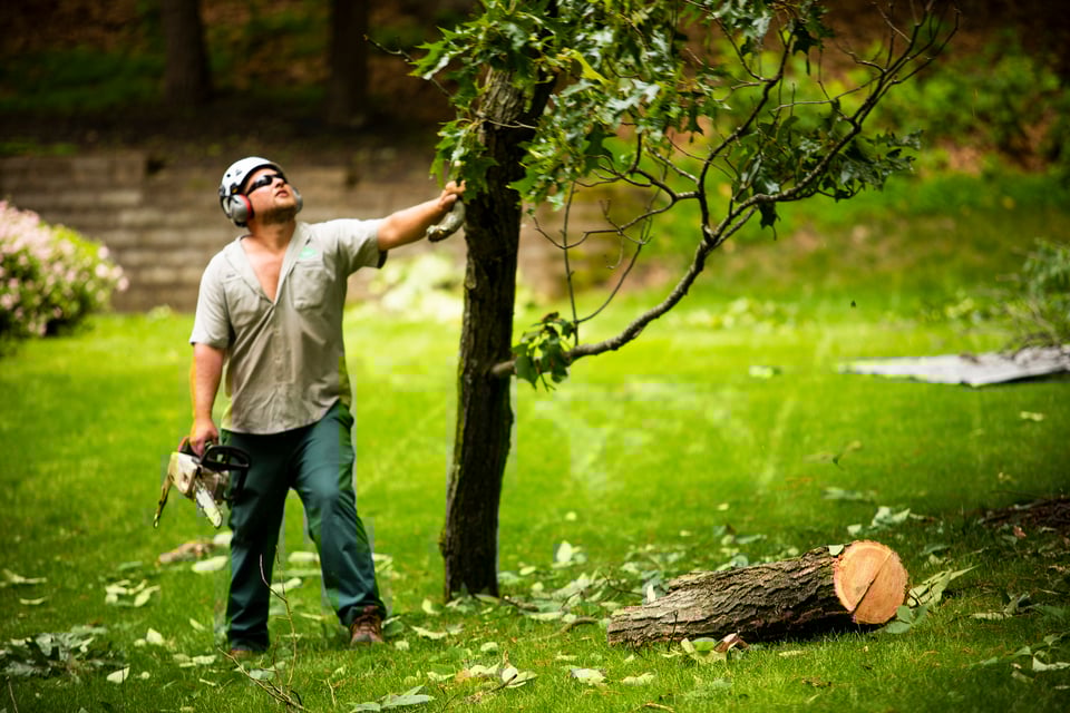 Tree Inspection How Often, How it's Done, Cost, & More for Allentown